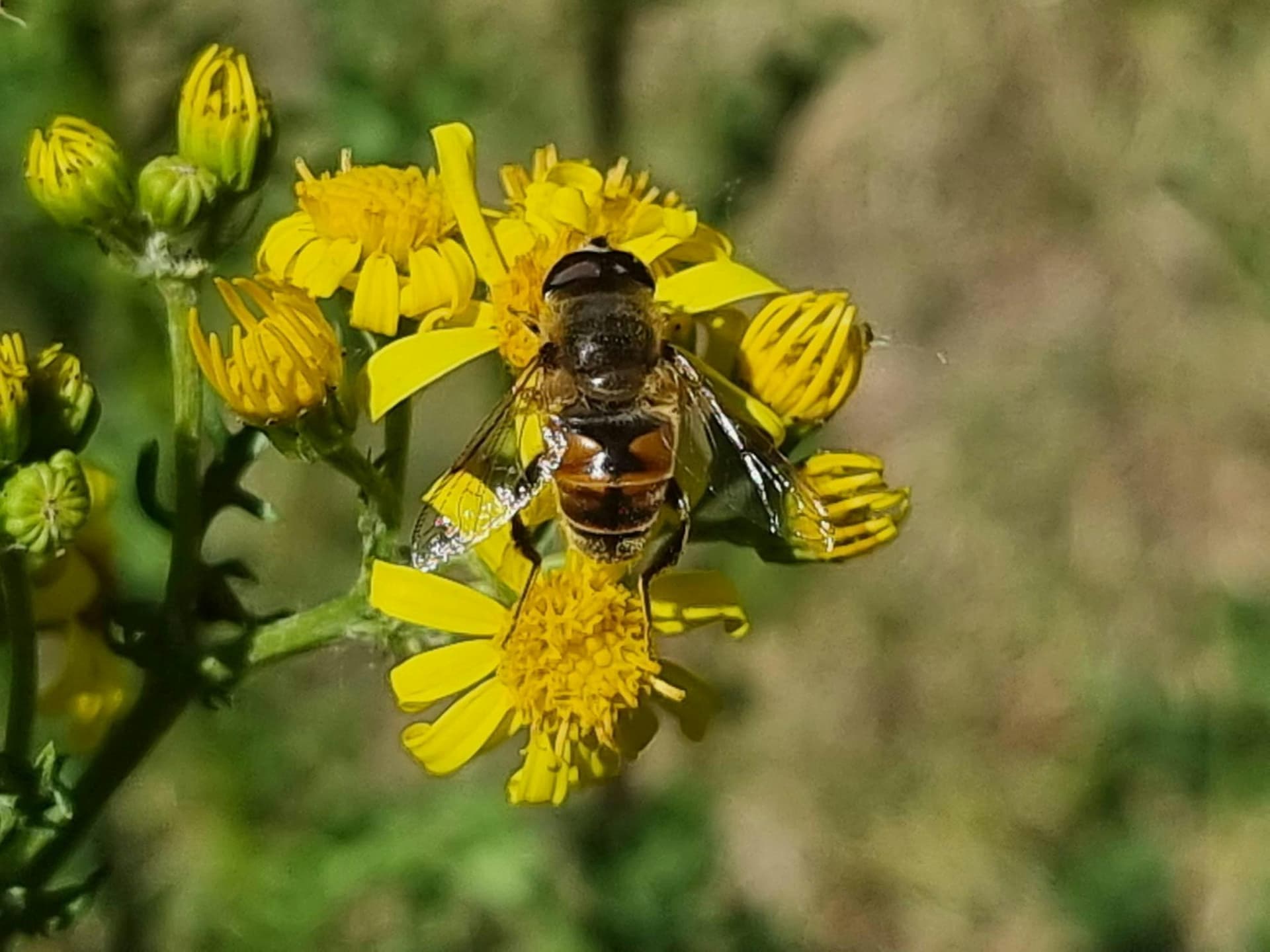 Planteninventarisatie Cleydaelhof