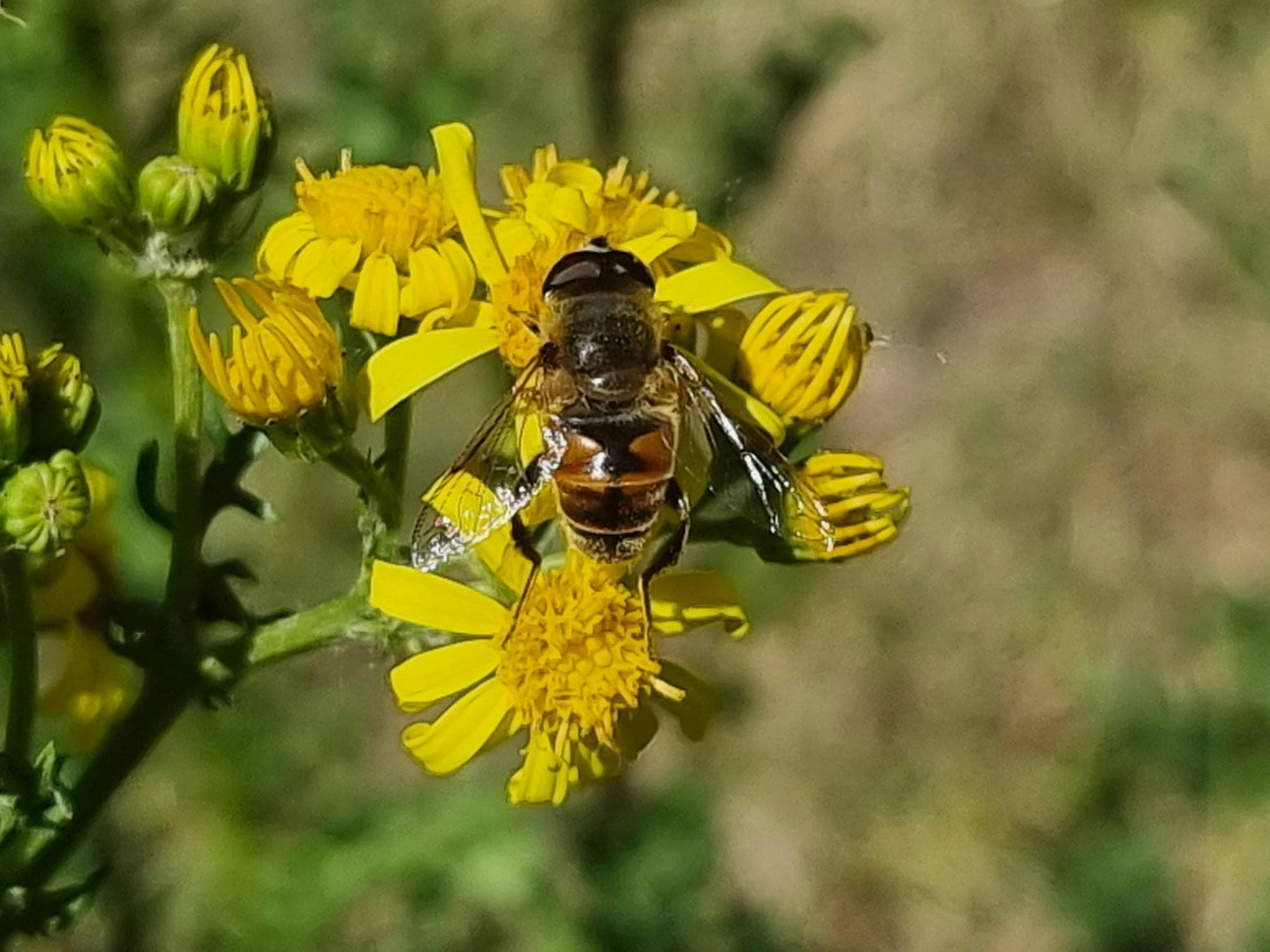 Planteninventarisatie Cleydaelhof