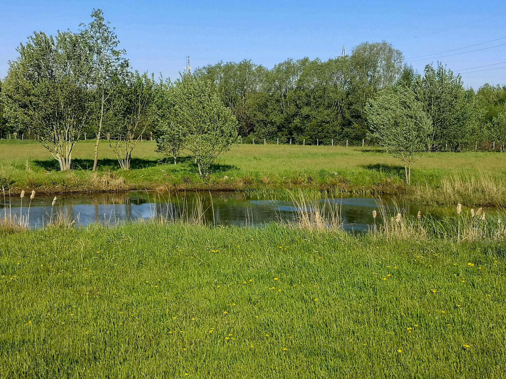 Planteninventarisatie Reukens